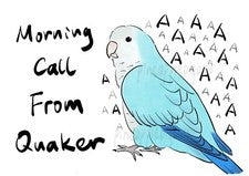 CAR Sticker Blue Quaker Parrot Monk Parrot Outdoor use/UV & Water Proof