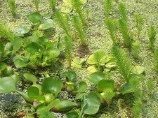 HELENS,PARROTS FEATHER,12 PLANTS, WATER POND MAKES A OXYGENATOR,SPAWNING PLACE