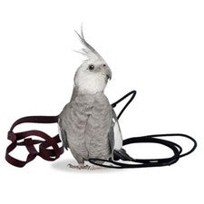 THE AVIATOR PARROT HARNESS & LEASH - PETITE - GREEN