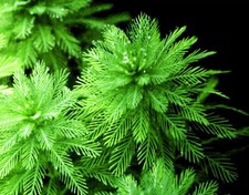 15 PARROTS FEATHER FIFTEEN PLANTS POND WATER GARDEN BIOFILTER ORGANICALLY GROWN